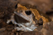 Small brown toad in a tree stump in the forest near Luang Prabang Laos